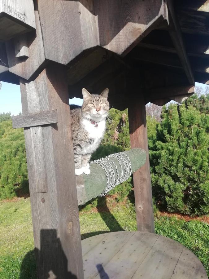 Villa Eko Oaze Pērkone Esterno foto